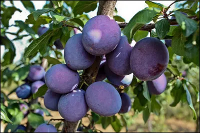 On raconte, que les croisés, revenant défaits de Damas, en rapportèrent une variété de prunier à pruneaux, nommée de ce fait prunier de Damas. C'est de là que vient l'expression :