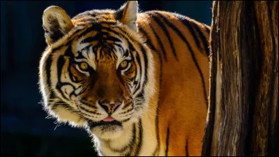 Quel est le nom de cet animal ?