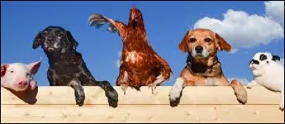 Si tu étais un animal, que préférerais-tu être ?