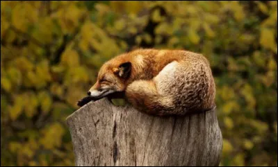 Quel animal te représente le plus ?