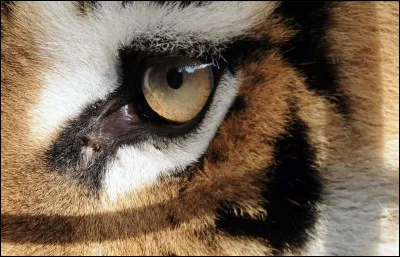 Quel groupe chantait ''Eye of the Tiger'' dans les années 80 ?