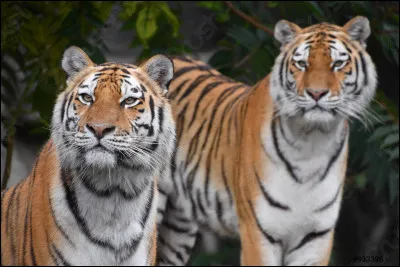 Qui sont les héros du film ''Deux Frères'' sorti en 2004 ?