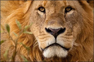 Laquelle de ces sociétés de production américaines a un lion pour logo ?