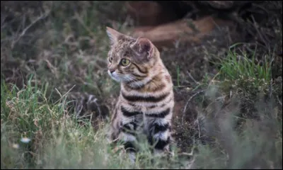 Et le plus petit cest :