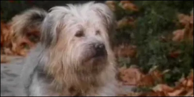 Cette série met en scène un chien errant aidant le voisinage. Il s'agit de :
