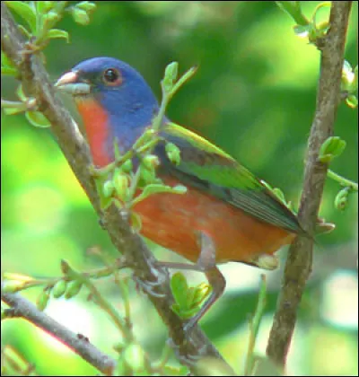Quelle ville de France a comme devise "Avec des griffes et un bec" ?
