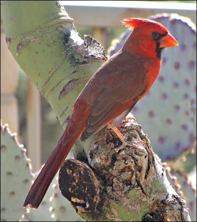 Qui a dit : "Savoir dissimuler est le savoir des rois" ?