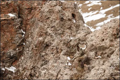 Dans la famille des mammifères je voudrais ...