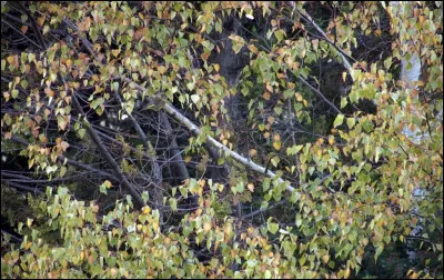 Laquelle de ces couleurs est présente sur le plumage de loiseau camouflé ?