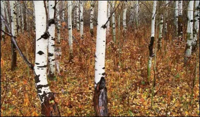 Un animal avance discrètement entre les arbres, c'est :