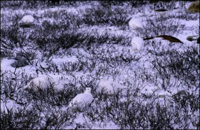 Ici on peut voir de nombreux lagopèdes, ce sont...