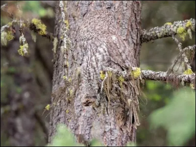De la couleur du tronc, c'est ___ qui est ici quasiment invisible.
