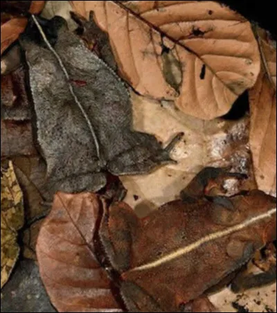 Combien y a-t-il d'animaux au milieu des feuilles ?