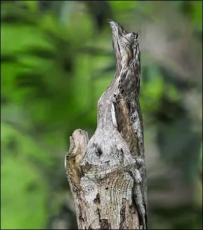 Il a essayé de se faire invisible mais vous l'avez tout de même reconnu, c'est...