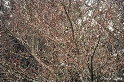 Vous pouvez apercevoir __ oiseaux sur cette photo