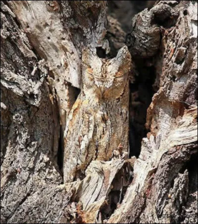 C'est ____ qui est ici camouflé !