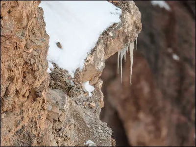 À quelle famille appartient ce mammifère ?