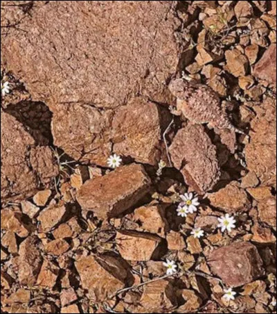 Sur cette image, cherchez bien et vous verrez le...