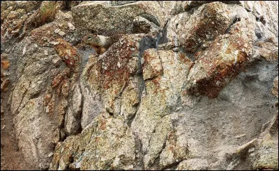 C'est la petite tête ___ qui dépasse au milieu des pierres !