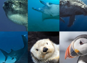 Test Quel animal marin es-tu ?