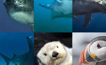 Quiz Animaux