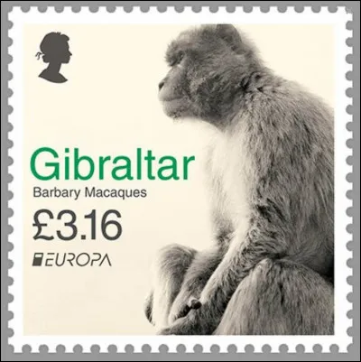 Gibraltar > Scoop ! Le macaque de Barbarie est le seul primate avec [...quel autre ?] à vivre en liberté sur le sol européen ! (...et retrouvez, par la même occasion, votre latin.)