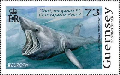 Guernesey > Au féminin, de ce requin-là, on pourrait faire une ... !