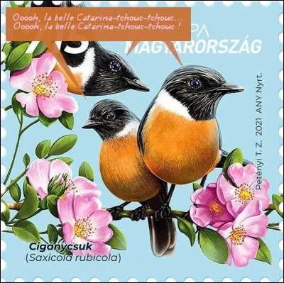 Hongrie > En langue magyare, le cri de cet oiseau "tchouc-tcouc !" est inclut dans son nom "ciganycsuk", mais pas en français...