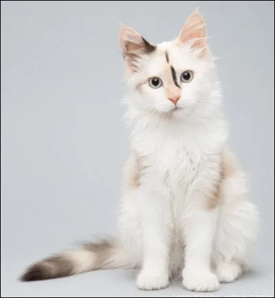 Souvent, les chats blancs aux yeux bleus sont