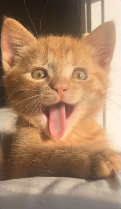 Quelle est la durée de vie moyenne dun chat ?