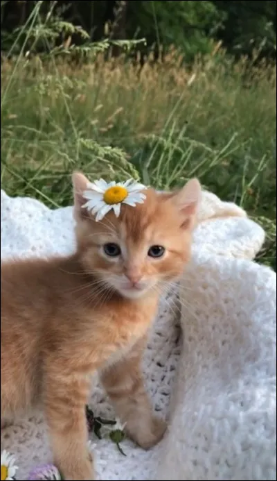 En moyenne, une chatte met bas de combien de chatons pour sa première portée ?