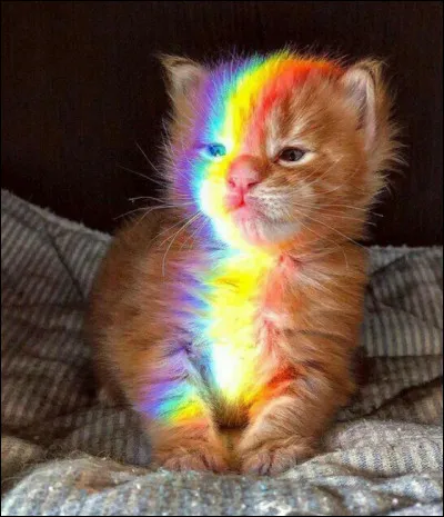 Quel est le chat le plus adopté ?