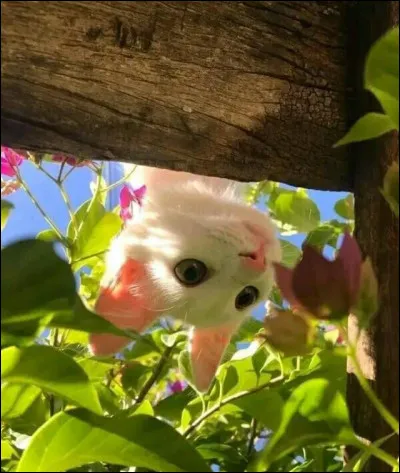 Le chat est-il lanimal préféré des français ?