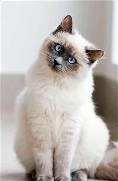 Combien de chats y a-t-il en France en 2019 ?