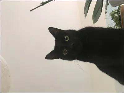 Le chat noir est-il un animal maudit ?