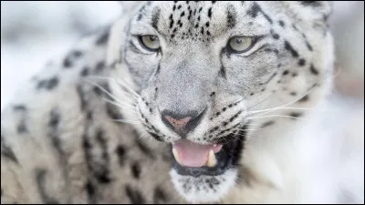 Lequel de ces cris ne peut-elle pas produire ?