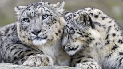 Quel est le nom de son petit ?