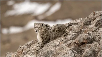 Et pour finir, dans le livre ''La Panthère des neiges'', qui accompagne lauteur, Sylvain Tesson, lors de son expédition ?