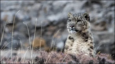 Où peut-on la trouver à l'état sauvage ?