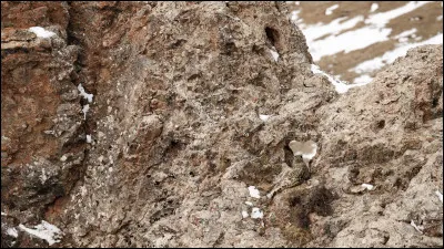 La panthère des neiges est un animal :