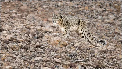 Cette panthère est-elle une espèce menacée ?