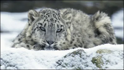 Quel est son seul prédateur ?