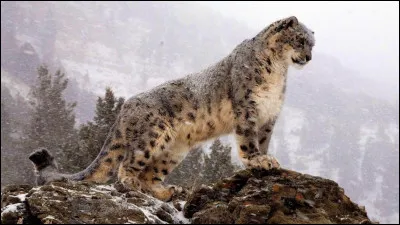 Combien reste-t-il de ces panthères dans le monde environ ?