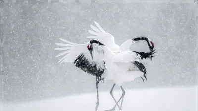 Que peut-on trouver dans son menu ?