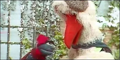 Quel est le nom de cet oiseau ?