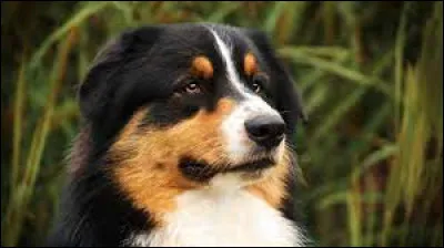 Que veut dire ''avoir un mal de chien à faire quelque chose'' ?