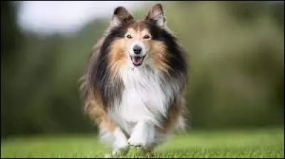 Quand deux personnes sont inséparables, on dit qu'ils sont comme...