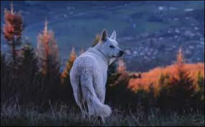 Que signifie ''entre chien et loup'' ?