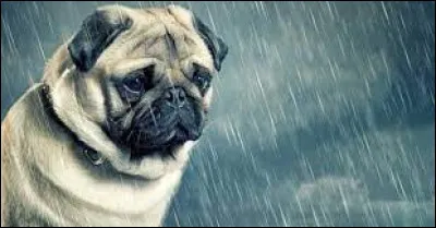 ''Être d'une humeur de chien'' dit de quelqu'un qu'il est...