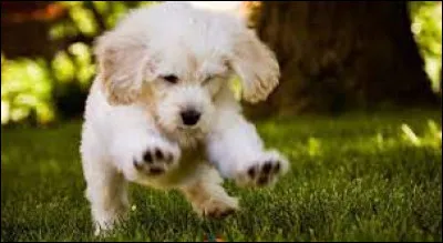 ''Être fou comme un jeune chien'' se dit de quelqu'un...